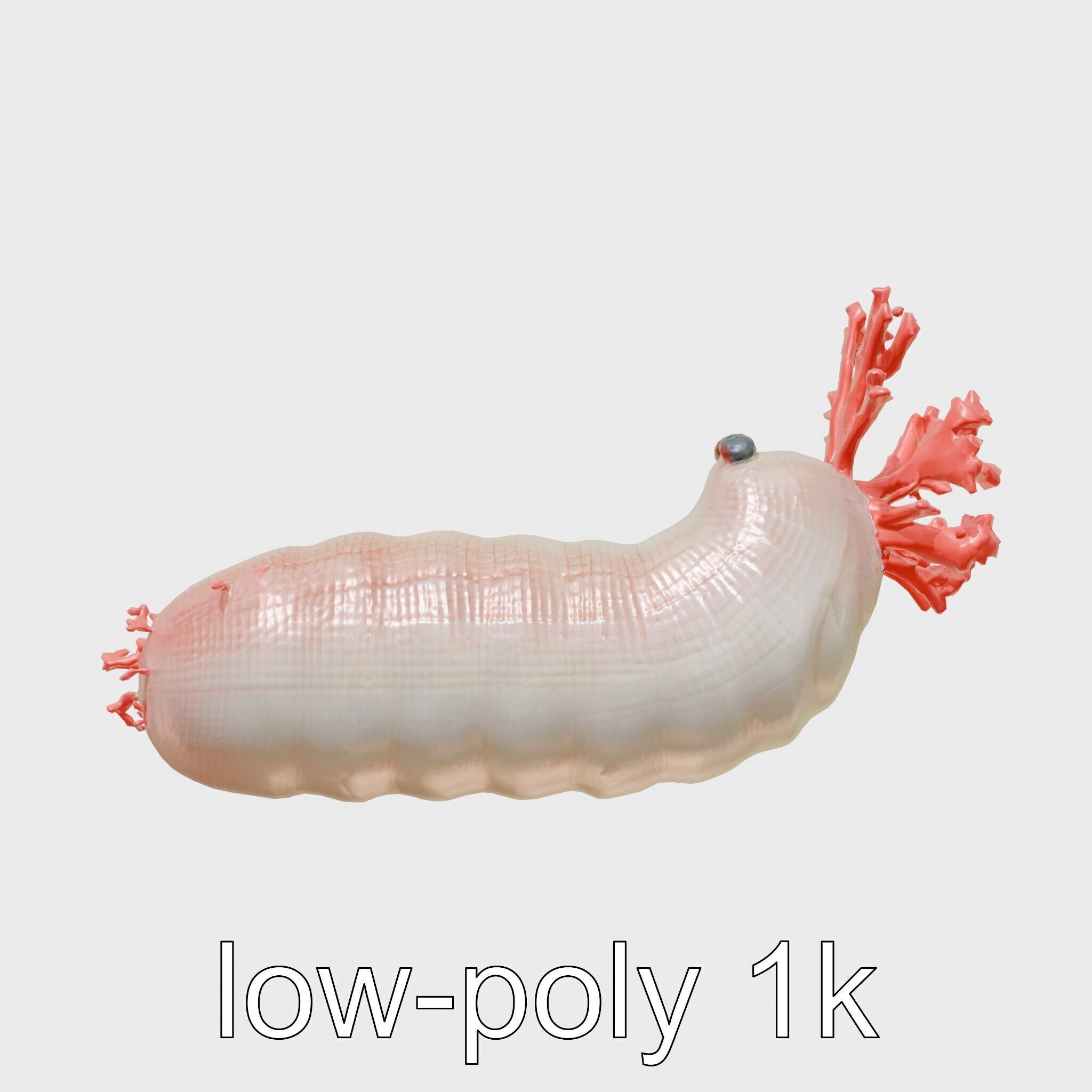 Giant Tube Worm with Red Plume and Bacteria Model Low-poly 3D model_22