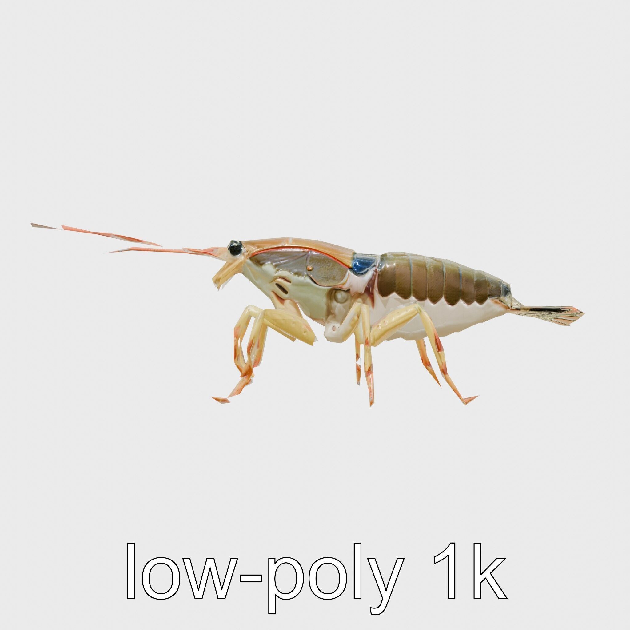 Peacock Mantis Shrimp Model with Iridescent Colors Low-poly 3D model_23