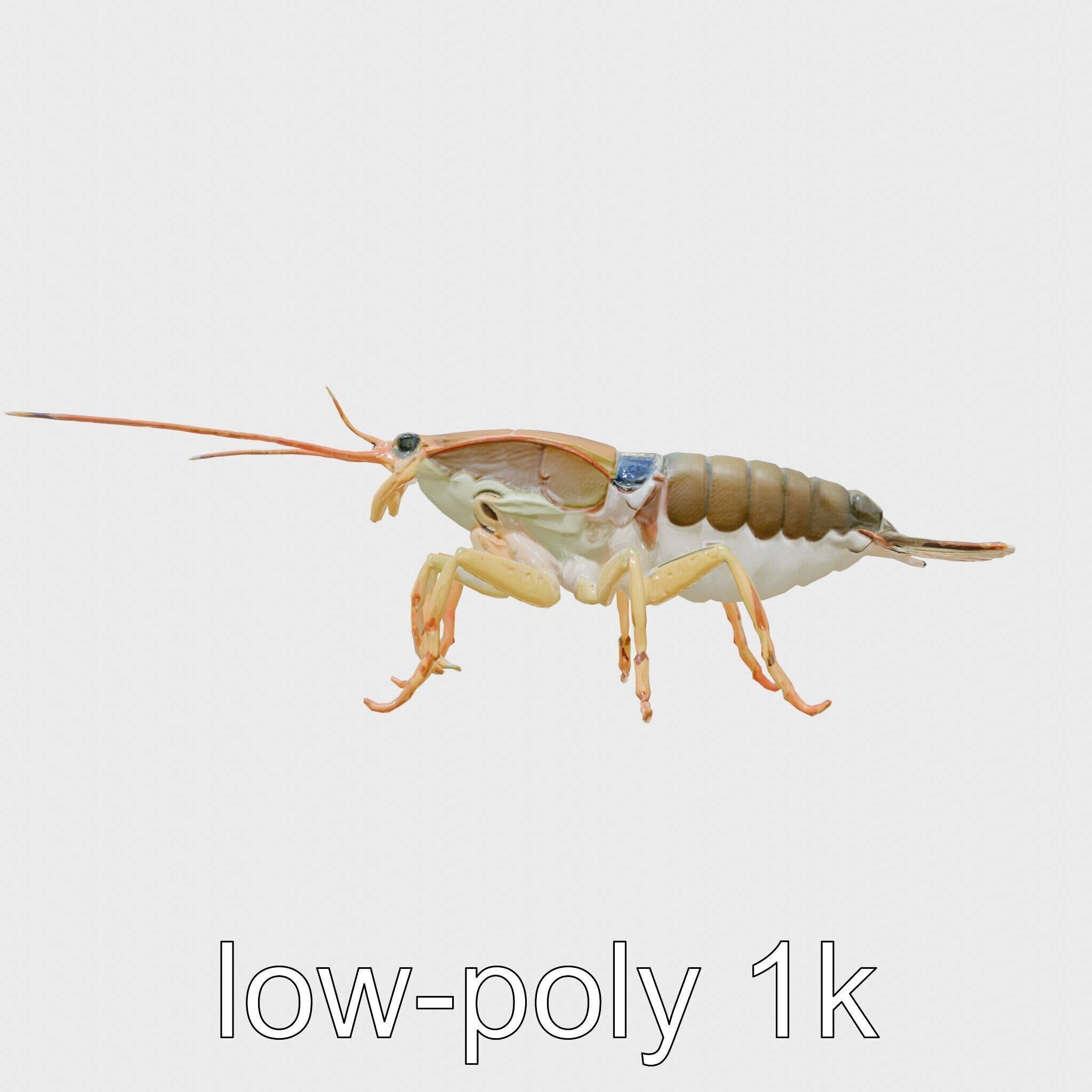 Peacock Mantis Shrimp Model with Iridescent Colors Low-poly 3D model_19