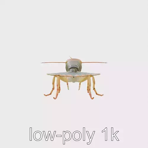 Peacock Mantis Shrimp Model with Iridescent Colors