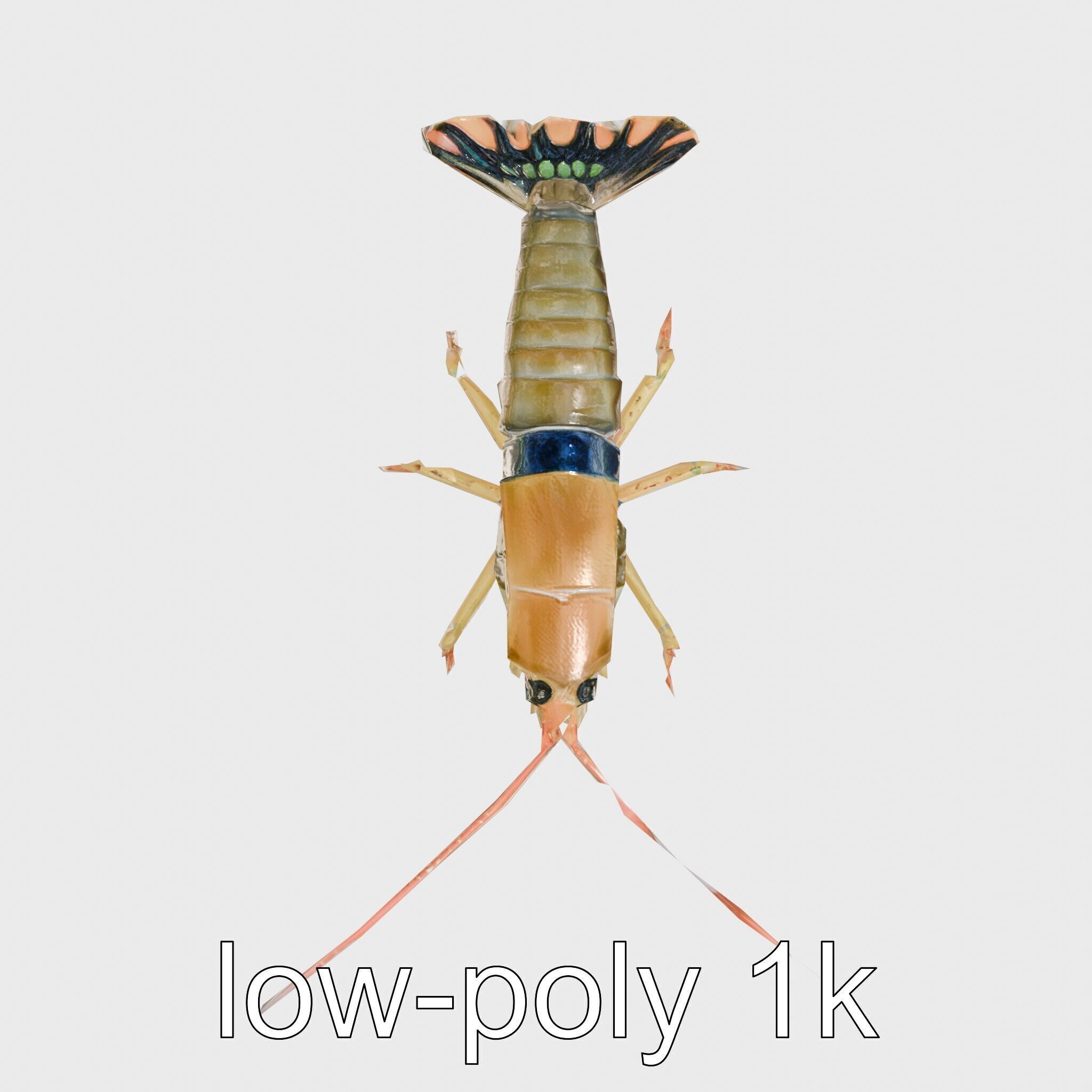 Peacock Mantis Shrimp Model with Iridescent Colors Low-poly 3D model_13