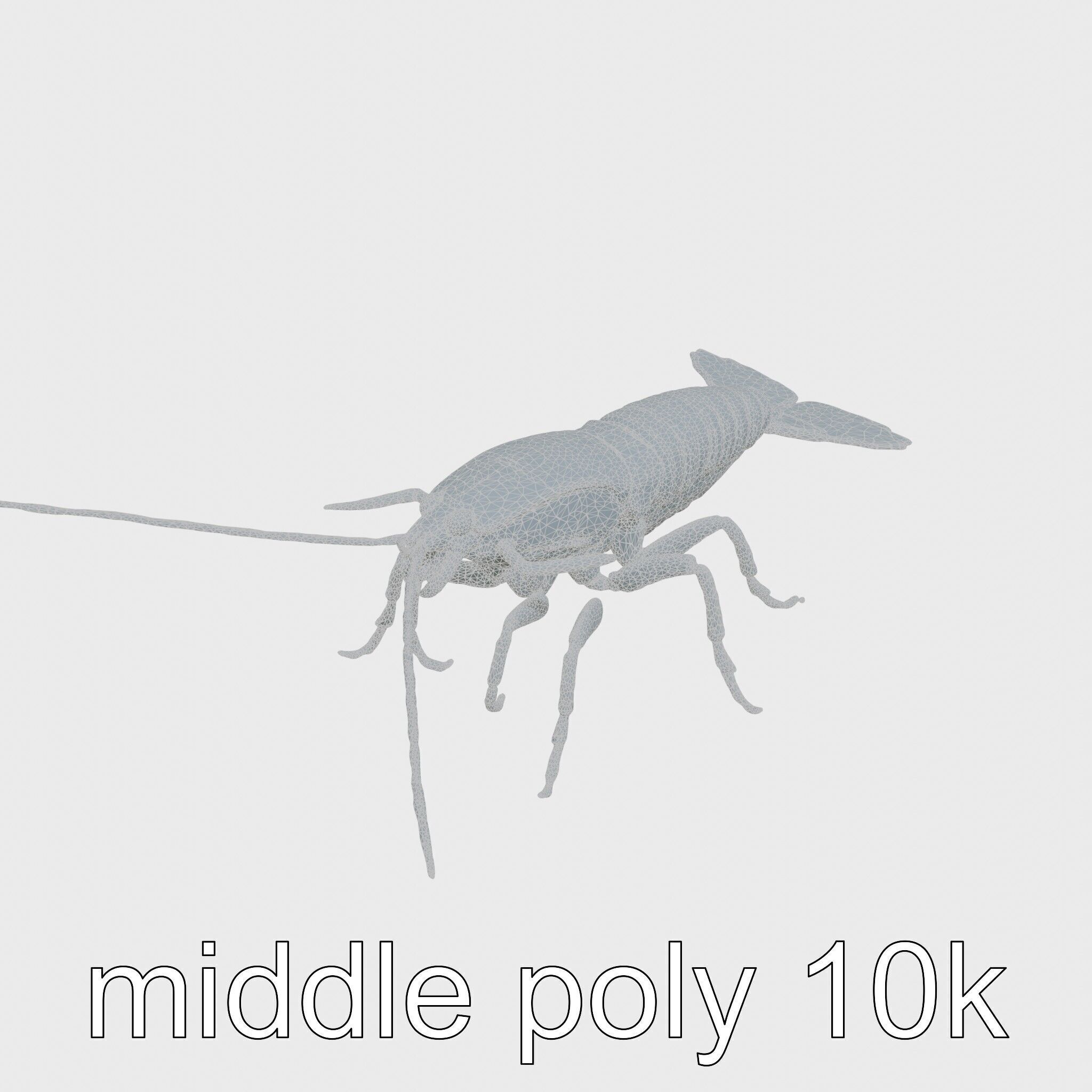 Peacock Mantis Shrimp Model with Iridescent Colors Low-poly 3D model_10