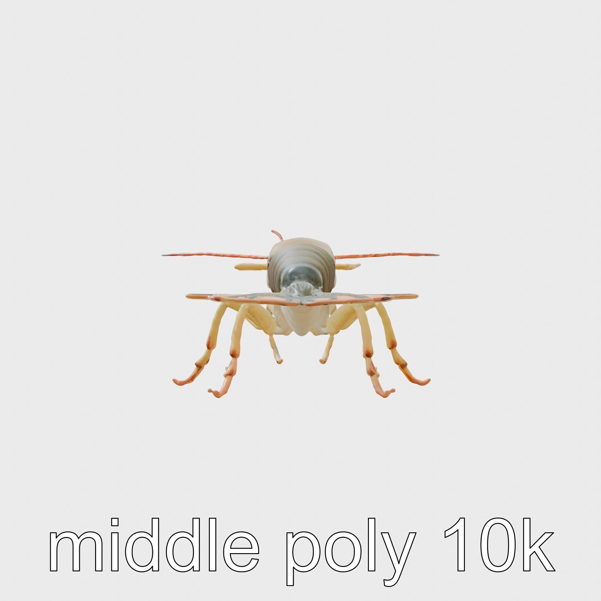 Peacock Mantis Shrimp Model with Iridescent Colors Low-poly 3D model_2