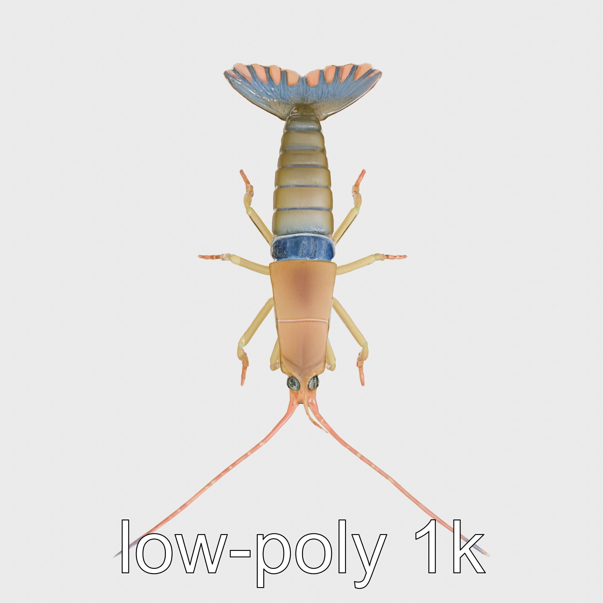 Peacock Mantis Shrimp Model with Iridescent Colors Low-poly 3D model_24