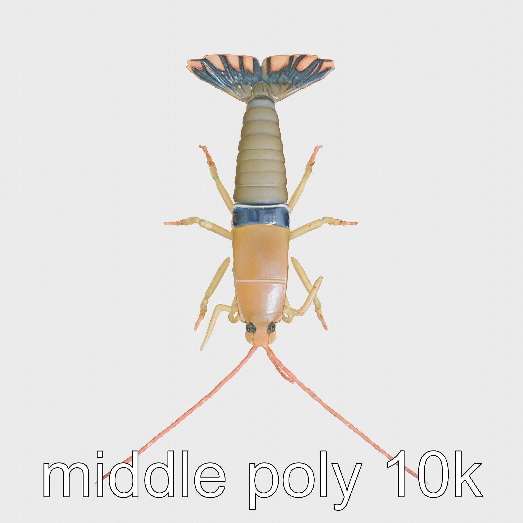 Peacock Mantis Shrimp Model with Iridescent Colors Low-poly 3D model_25