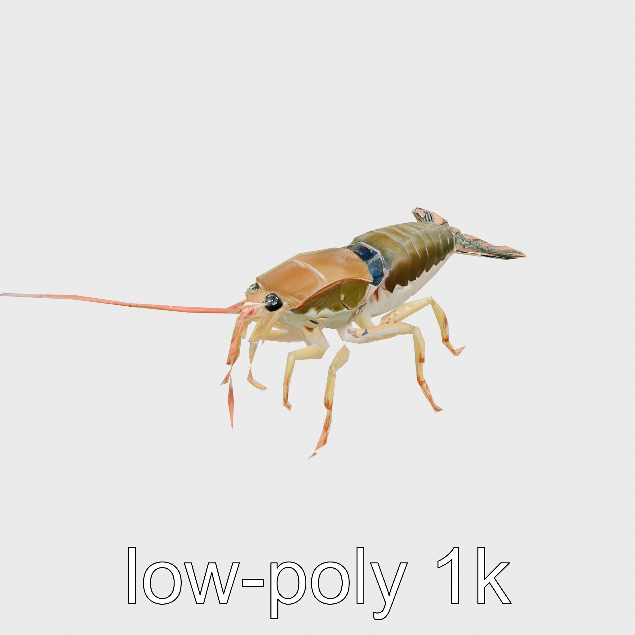 Peacock Mantis Shrimp Model with Iridescent Colors Low-poly 3D model_20