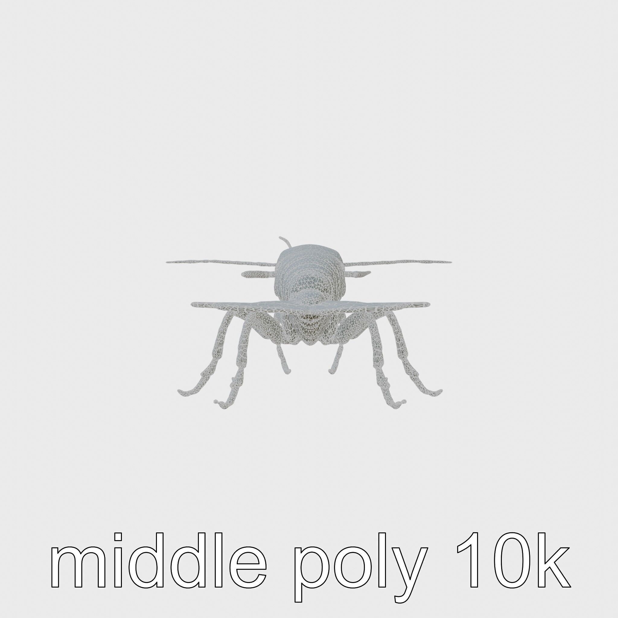 Peacock Mantis Shrimp Model with Iridescent Colors Low-poly 3D model_5