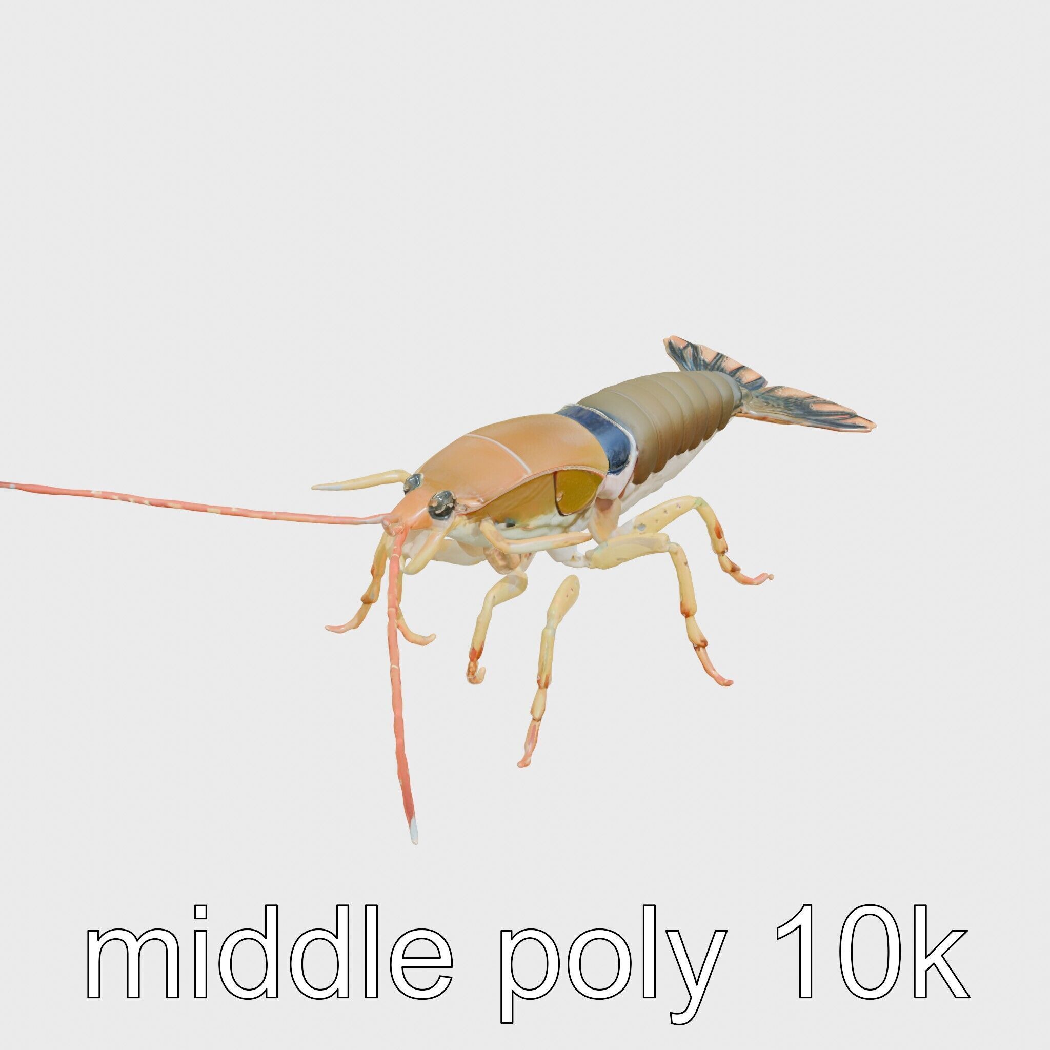 Peacock Mantis Shrimp Model with Iridescent Colors Low-poly 3D model_8