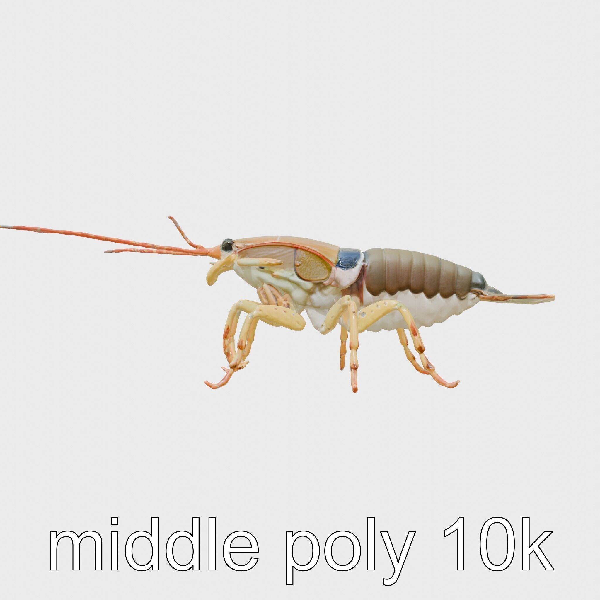 Peacock Mantis Shrimp Model with Iridescent Colors Low-poly 3D model_17