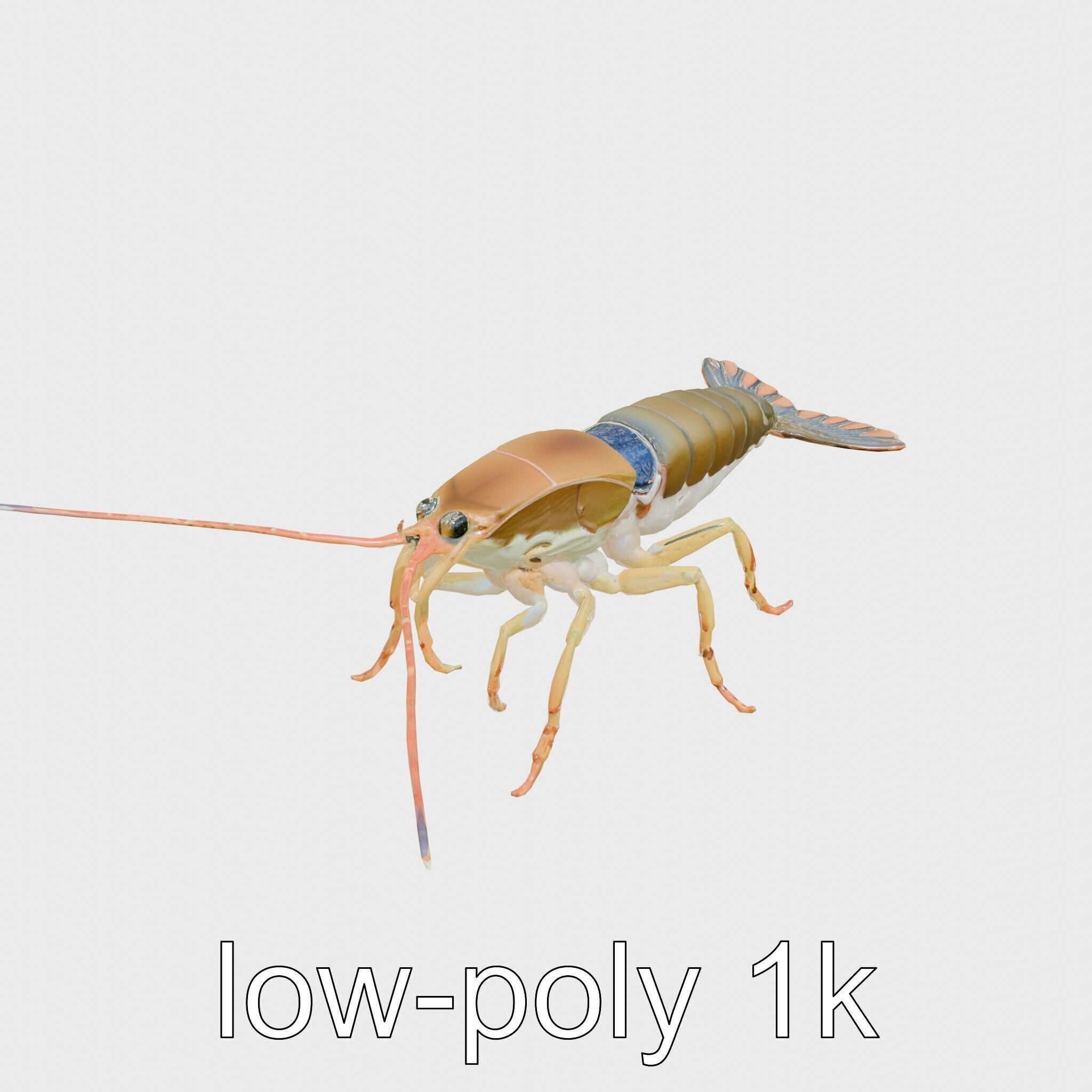 Peacock Mantis Shrimp Model with Iridescent Colors Low-poly 3D model_9
