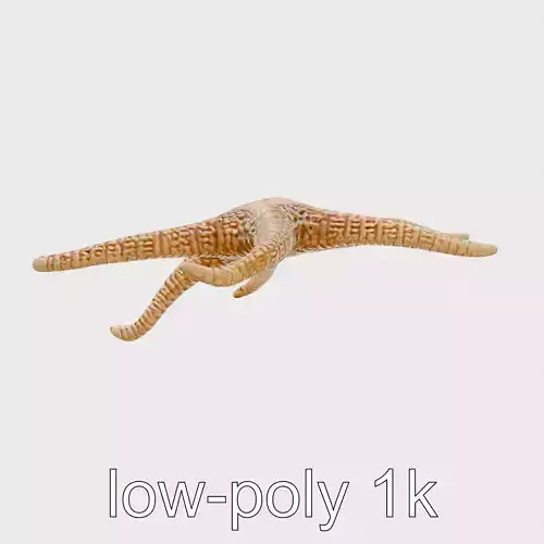 Basket Star with Complex Branching Arms Model Low-poly 3D model