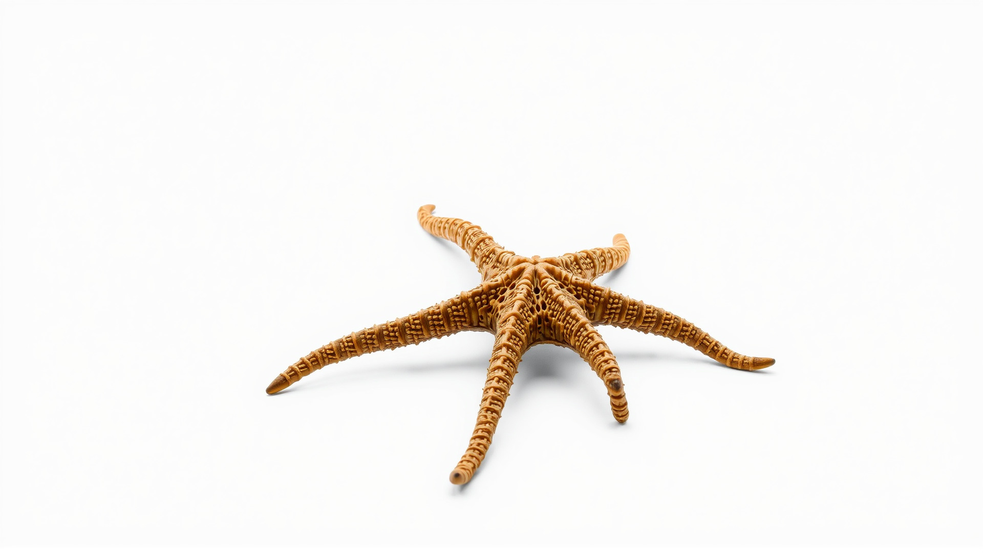 Basket Star with Complex Branching Arms Model Low-poly 3D model_3