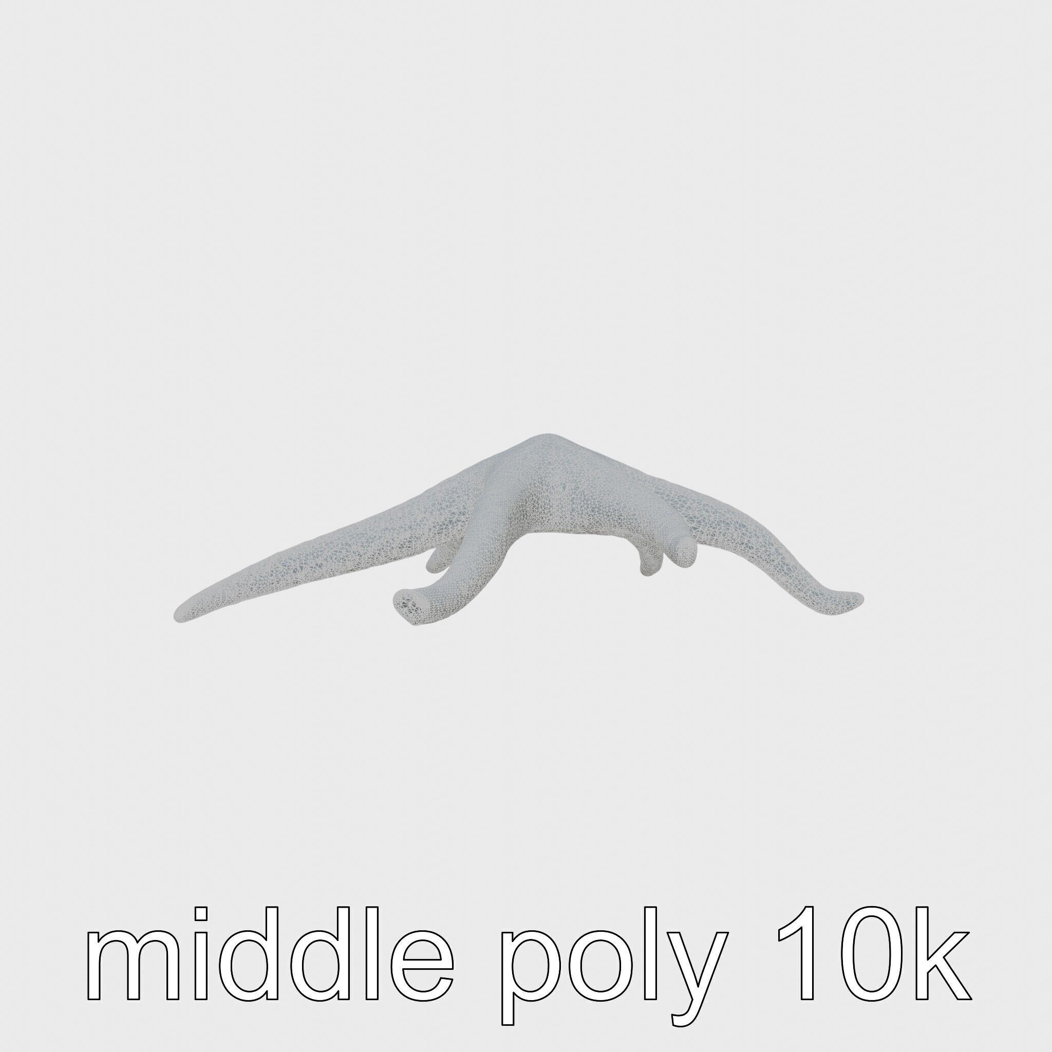 Basket Star with Complex Branching Arms Model Low-poly 3D model_11