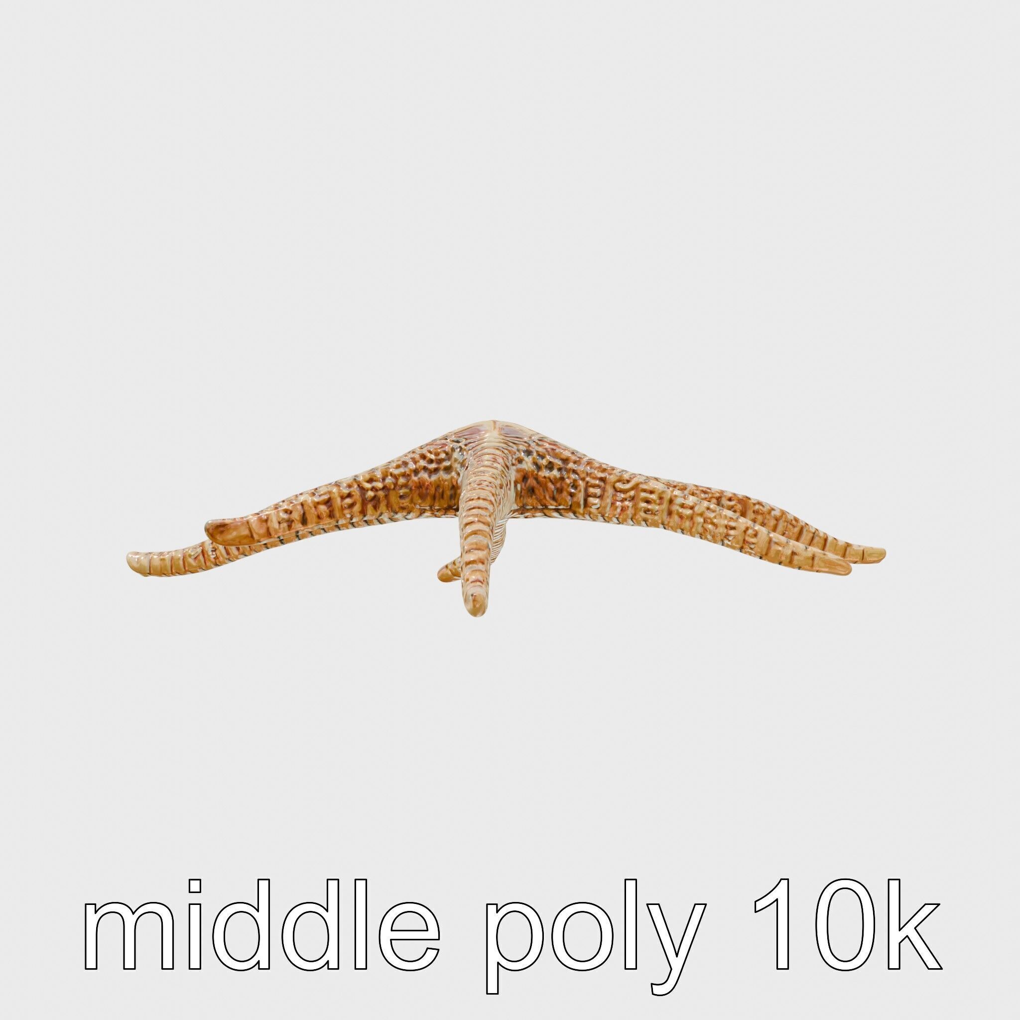 Basket Star with Complex Branching Arms Model Low-poly 3D model_2