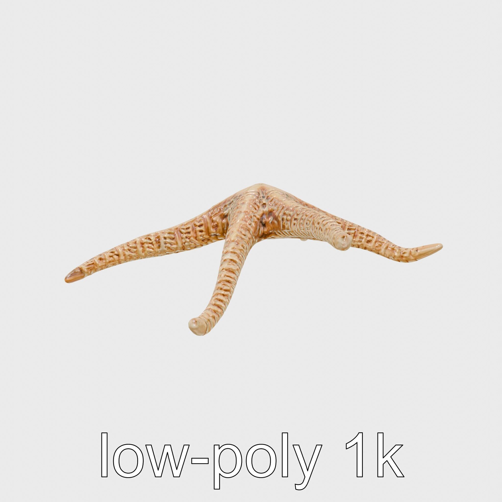 Basket Star with Complex Branching Arms Model Low-poly 3D model_6