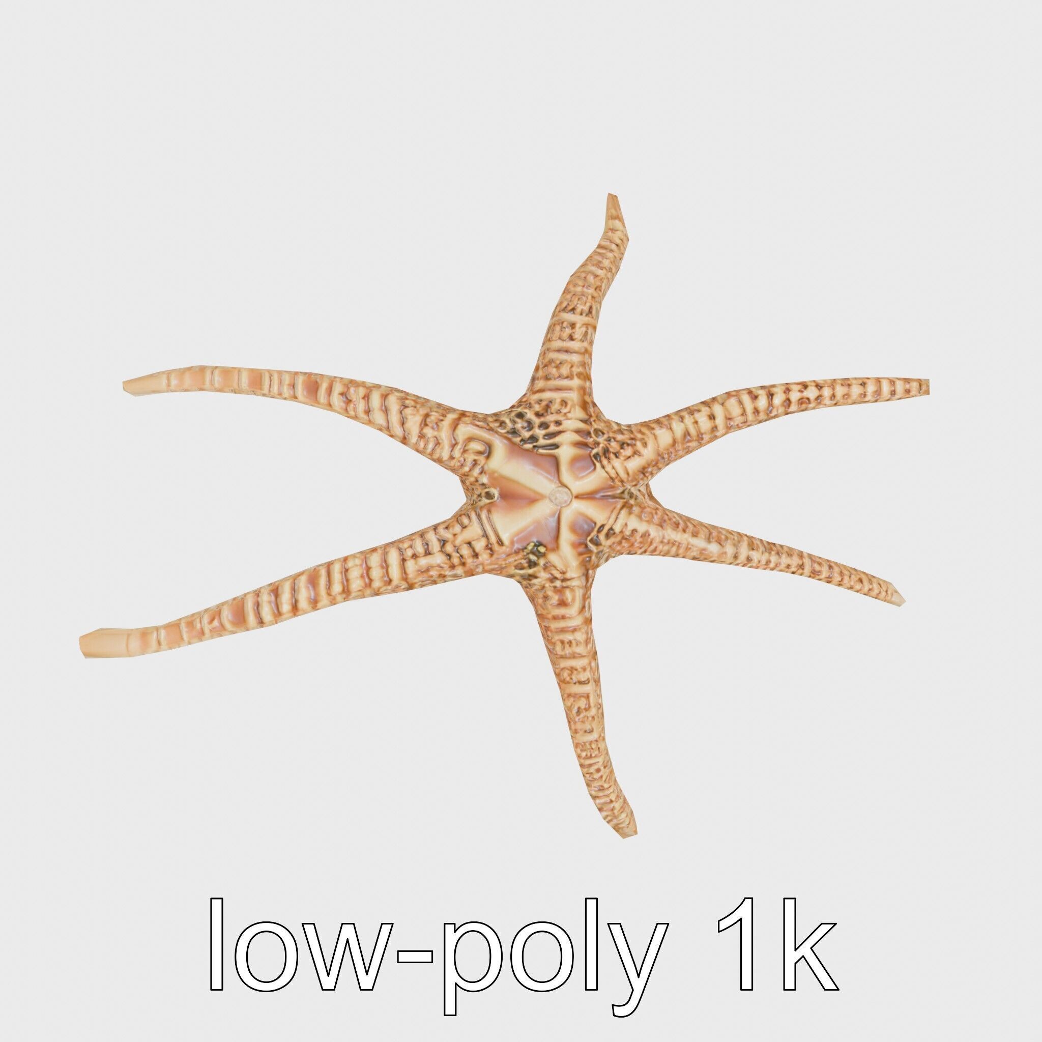 Basket Star with Complex Branching Arms Model Low-poly 3D model_20