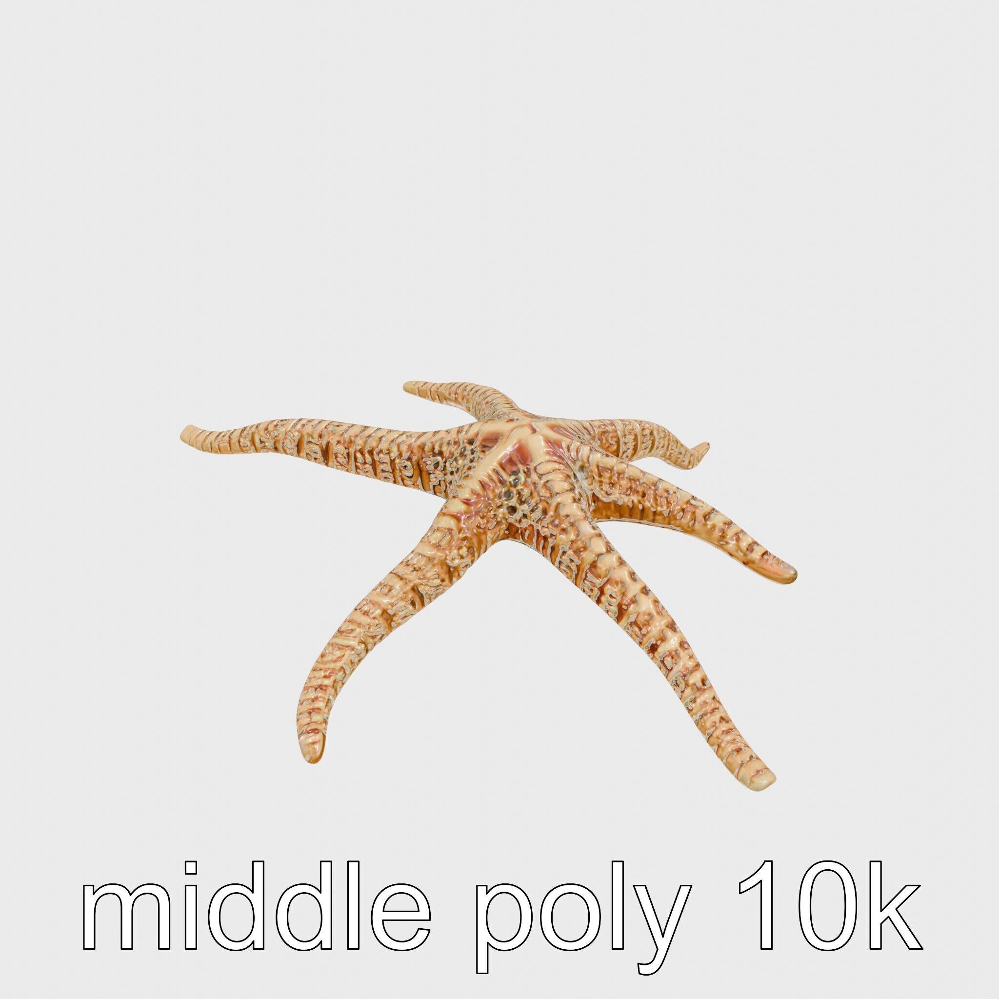 Basket Star with Complex Branching Arms Model Low-poly 3D model_8