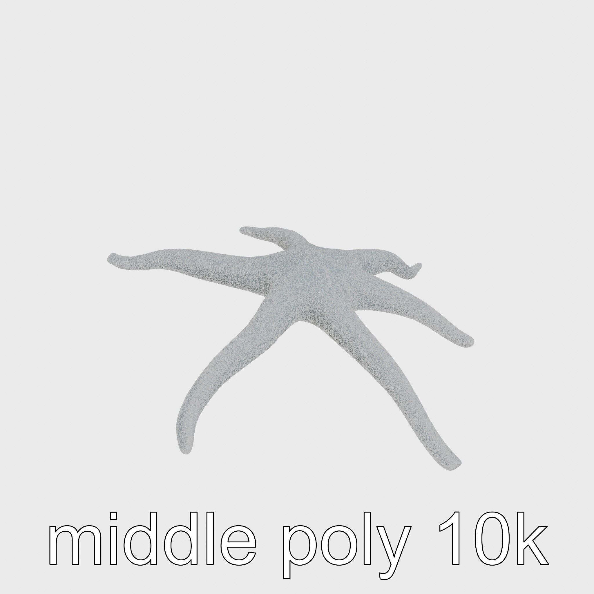 Basket Star with Complex Branching Arms Model Low-poly 3D model_26