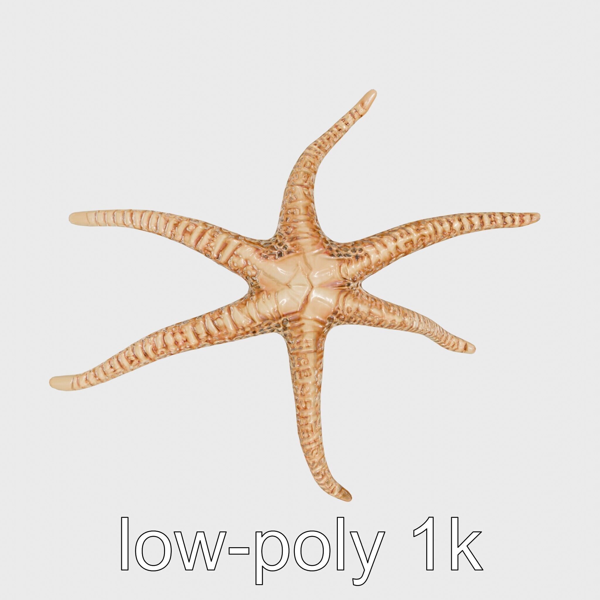 Basket Star with Complex Branching Arms Model Low-poly 3D model_22
