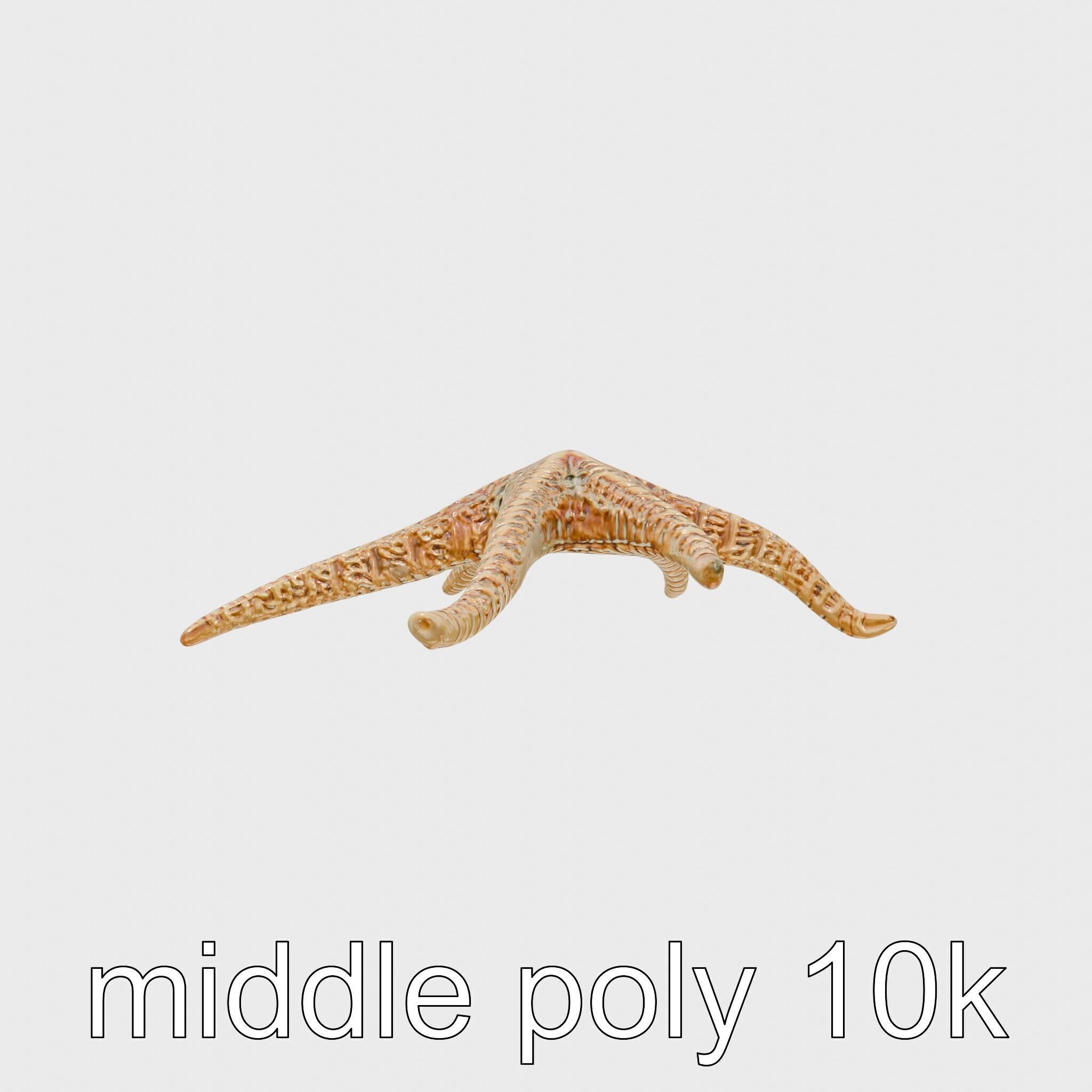 Basket Star with Complex Branching Arms Model Low-poly 3D model_15