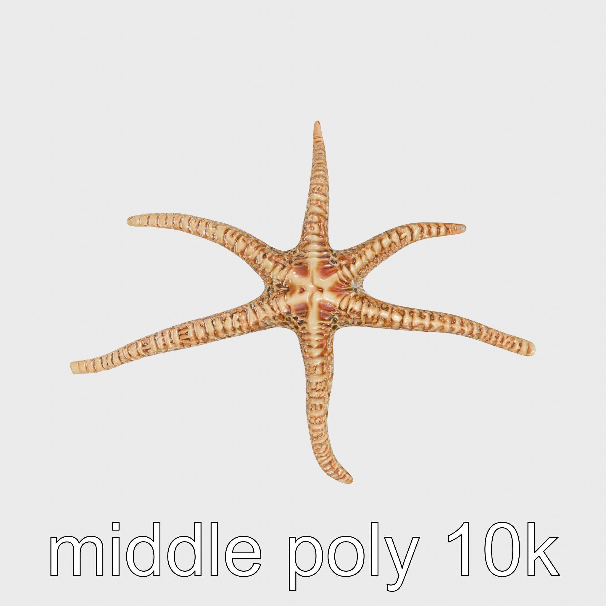 Basket Star with Complex Branching Arms Model Low-poly 3D model_21