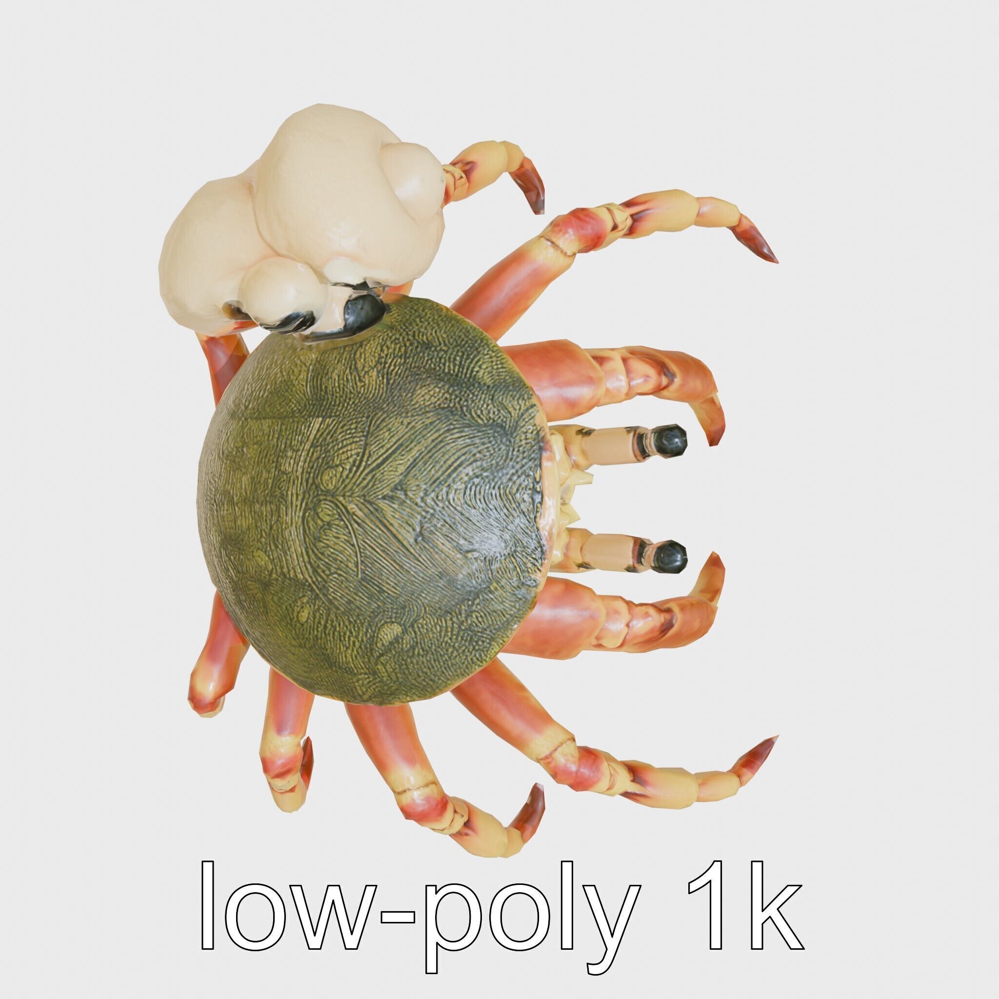 Realistic Hermit Crab with Borrowed Shell 3D Model Low-poly 3D model_11