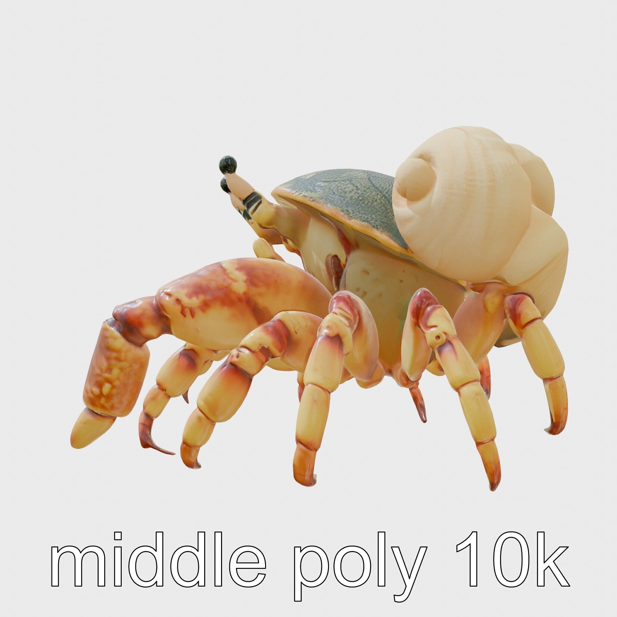 Realistic Hermit Crab with Borrowed Shell 3D Model Low-poly 3D model_2