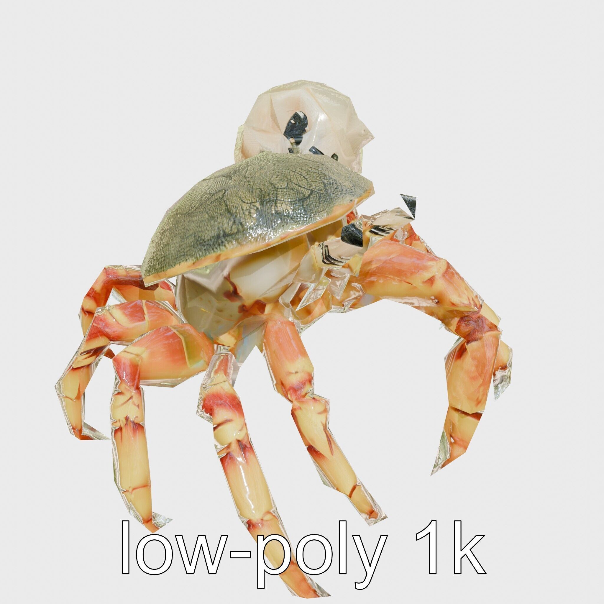 Realistic Hermit Crab with Borrowed Shell 3D Model Low-poly 3D model_10