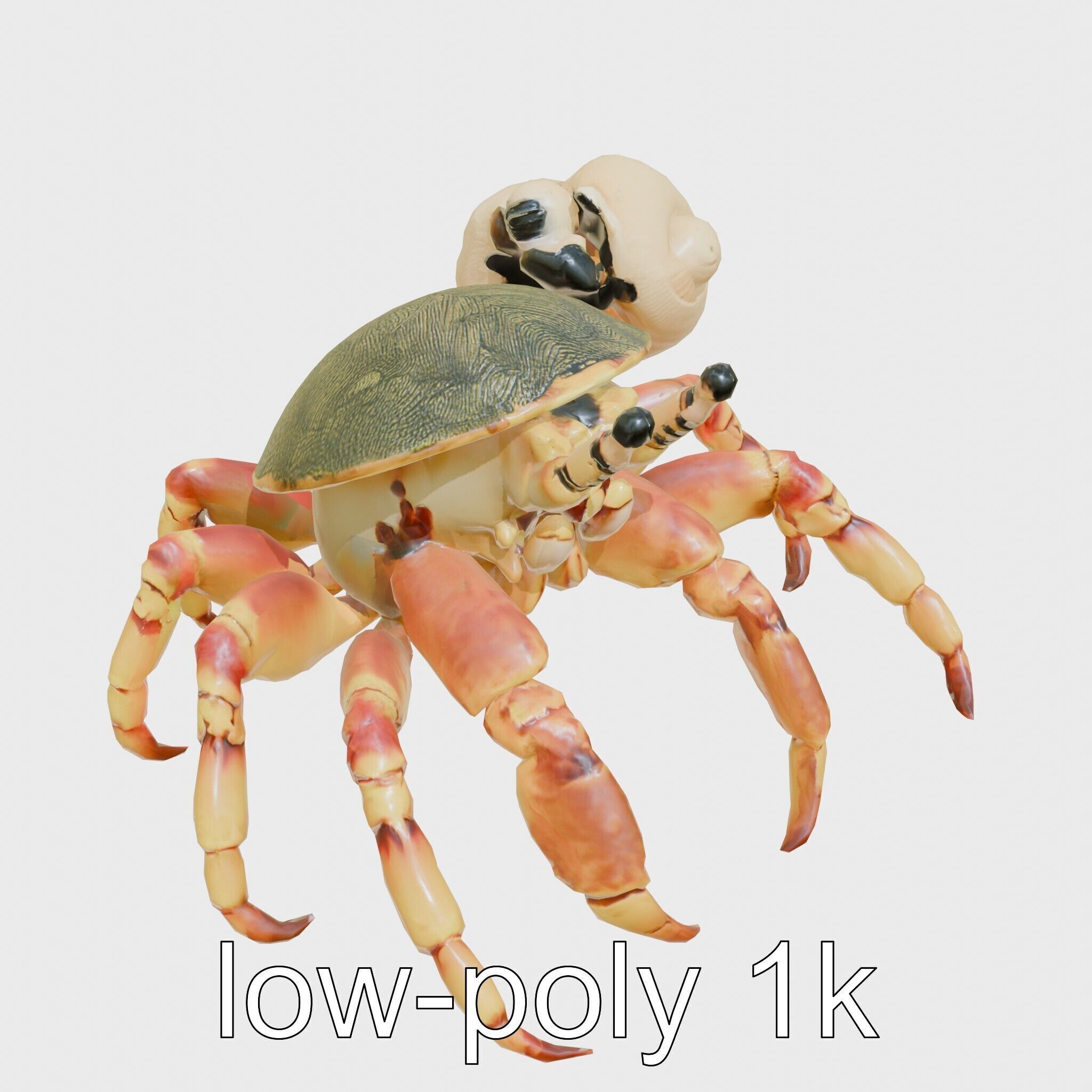Realistic Hermit Crab with Borrowed Shell 3D Model Low-poly 3D model_22