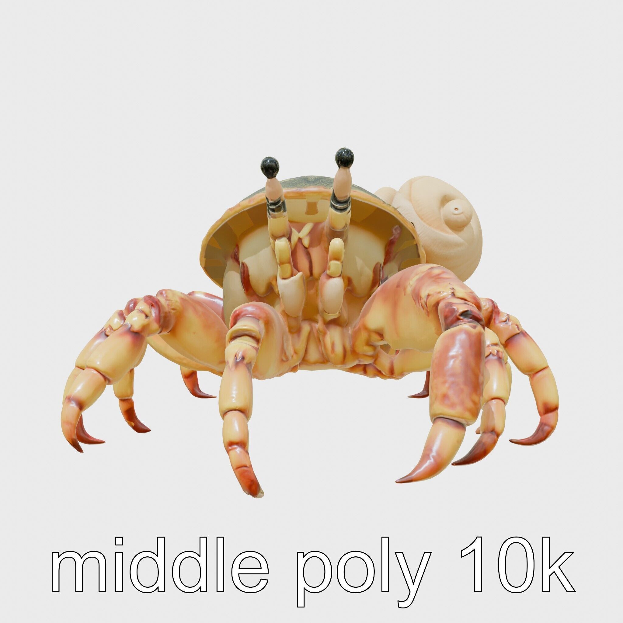 Realistic Hermit Crab with Borrowed Shell 3D Model Low-poly 3D model_12