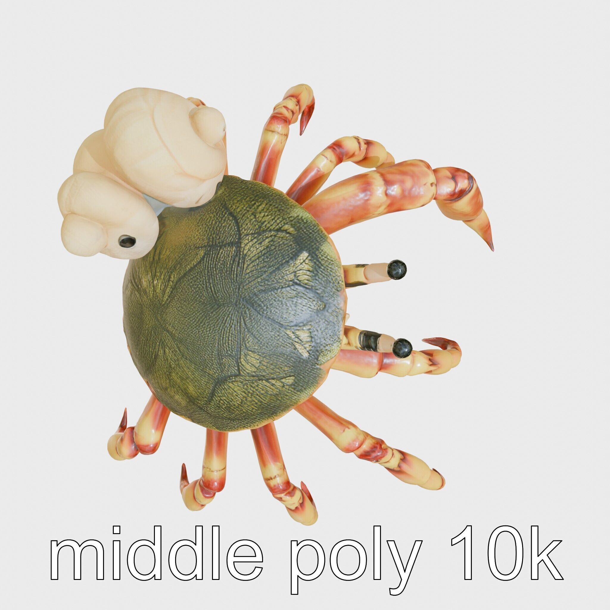 Realistic Hermit Crab with Borrowed Shell 3D Model Low-poly 3D model_28