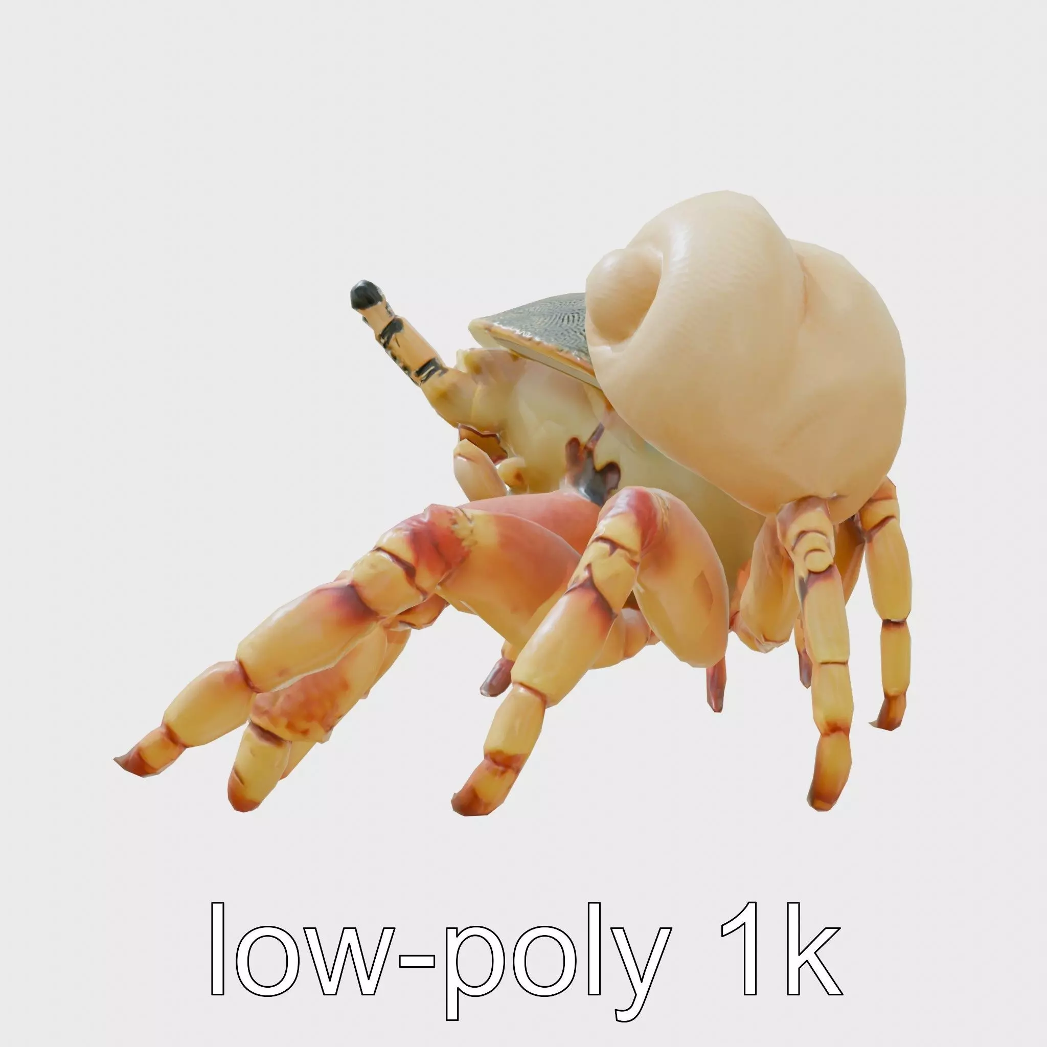 Realistic Hermit Crab with Borrowed Shell 3D Model Low-poly 3D model_0