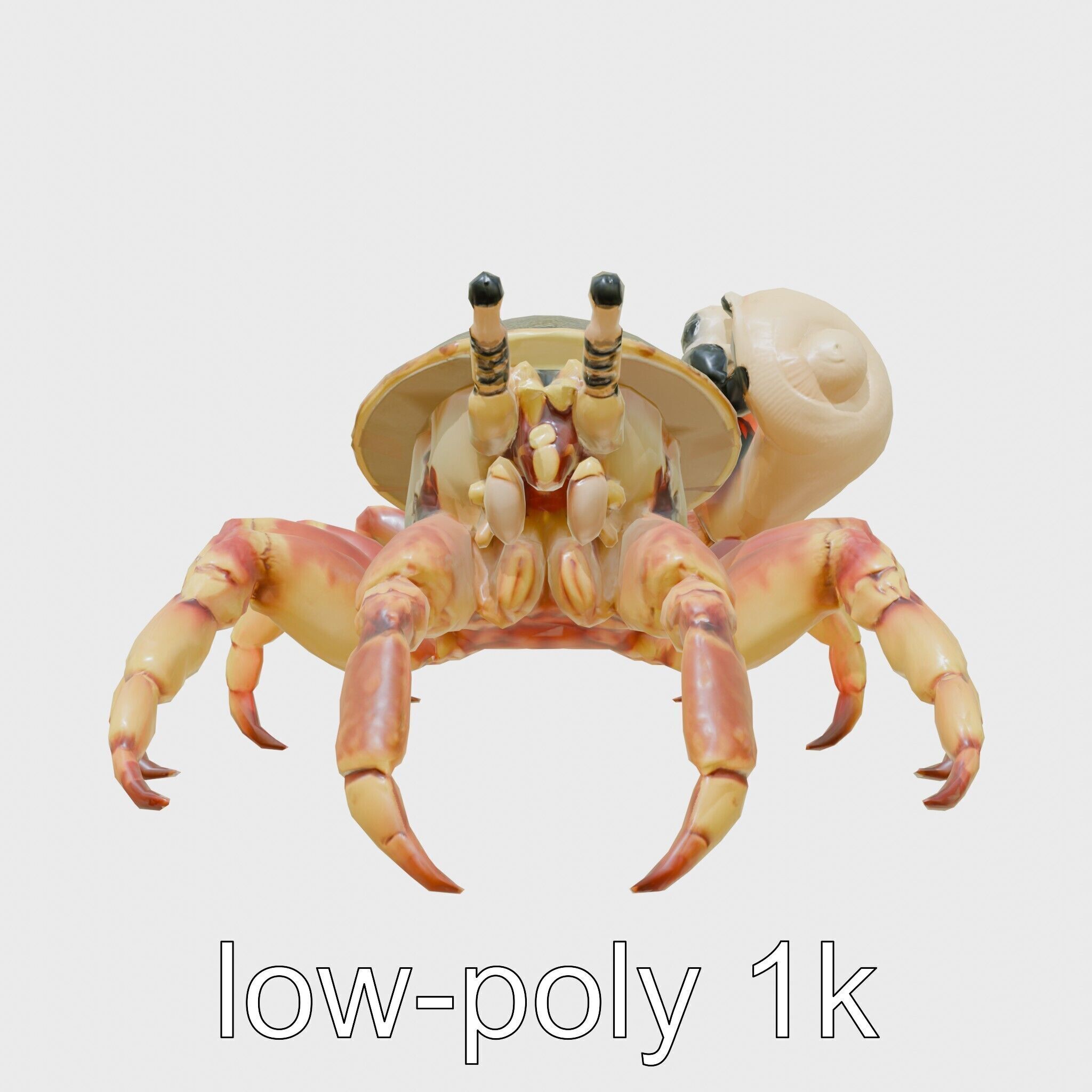 Realistic Hermit Crab with Borrowed Shell 3D Model Low-poly 3D model_6
