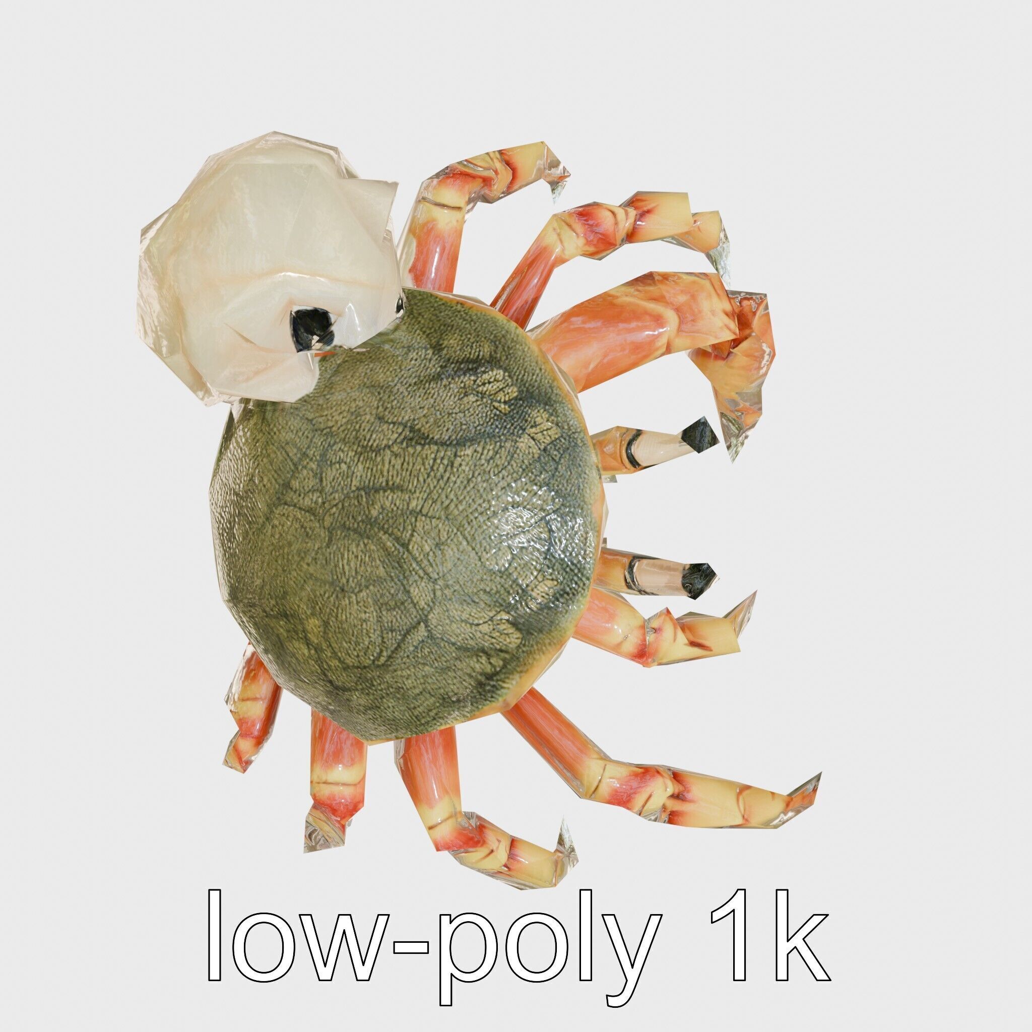 Realistic Hermit Crab with Borrowed Shell 3D Model Low-poly 3D model_30