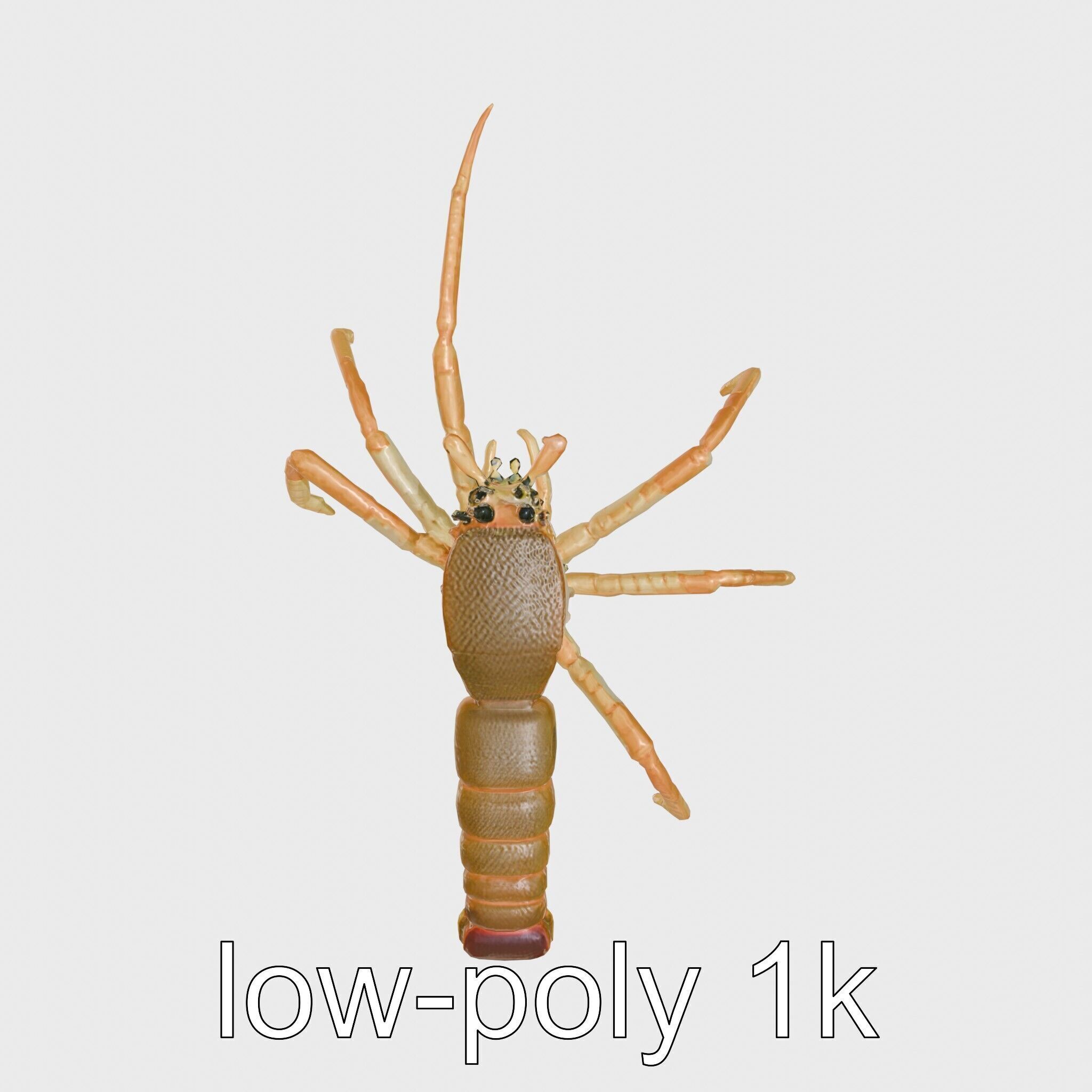 Japanese Spider Crab 3D Model with Spindly Legs Low-poly 3D model_9