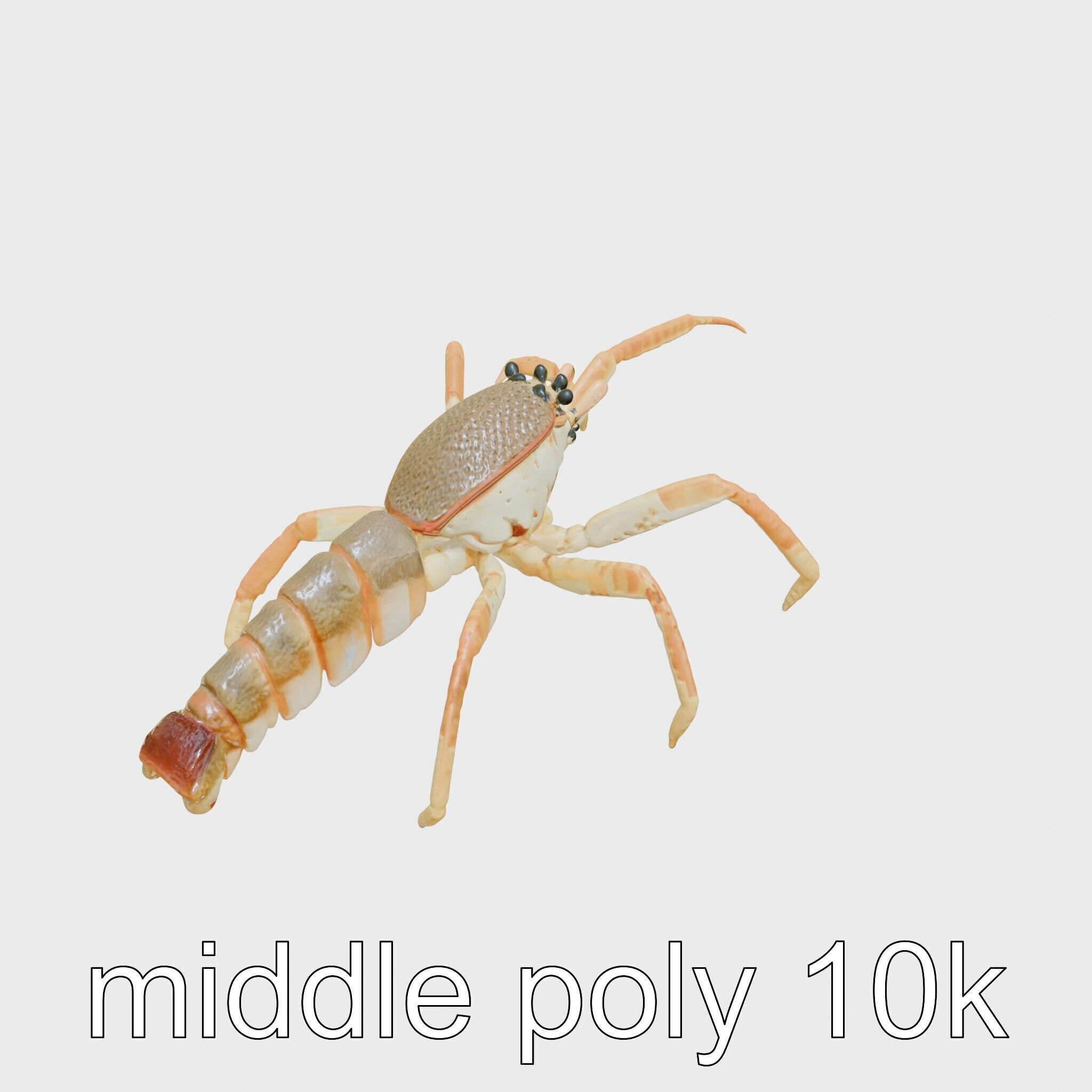 Japanese Spider Crab 3D Model with Spindly Legs Low-poly 3D model_18