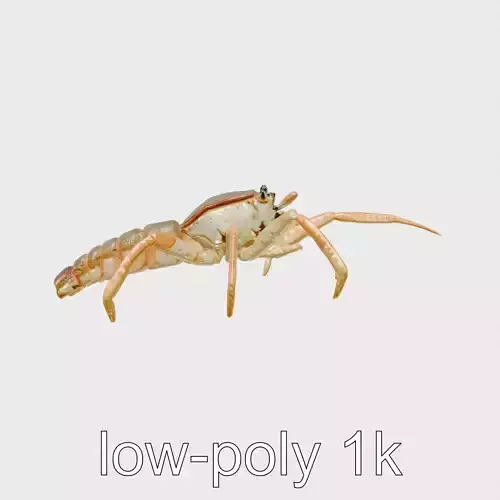 Japanese Spider Crab 3D Model with Spindly Legs