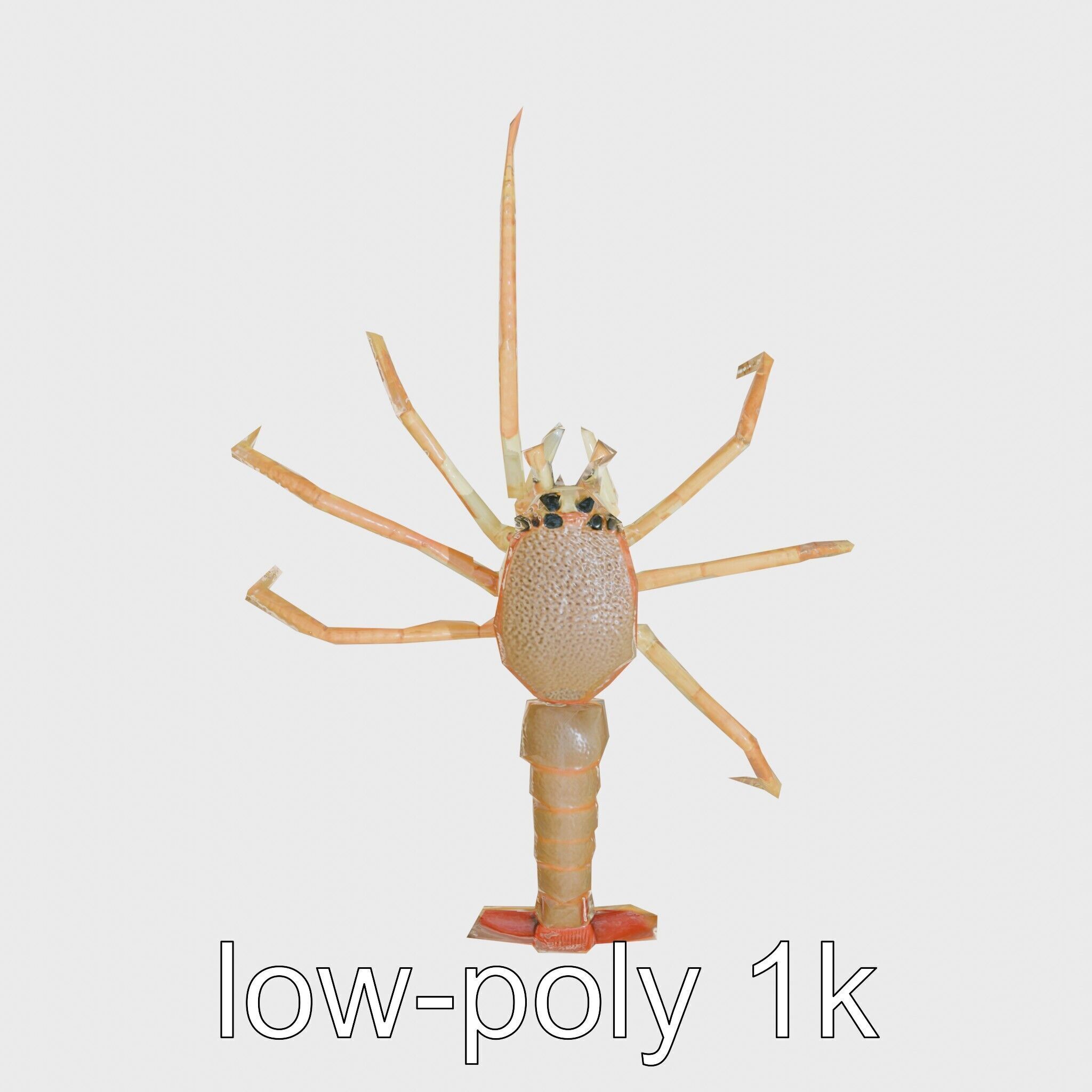 Japanese Spider Crab 3D Model with Spindly Legs Low-poly 3D model_10