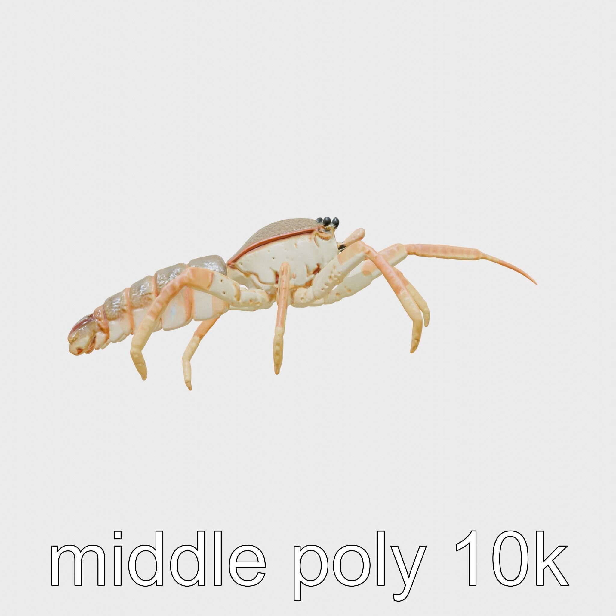 Japanese Spider Crab 3D Model with Spindly Legs Low-poly 3D model_5
