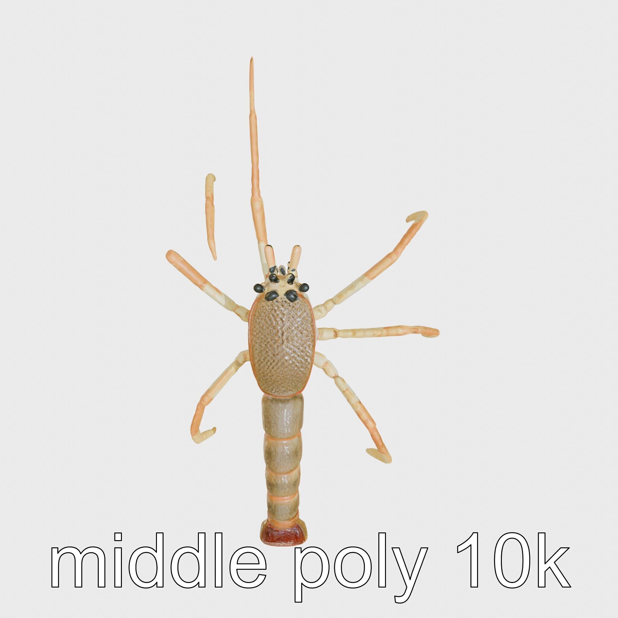 Japanese Spider Crab 3D Model with Spindly Legs Low-poly 3D model_19