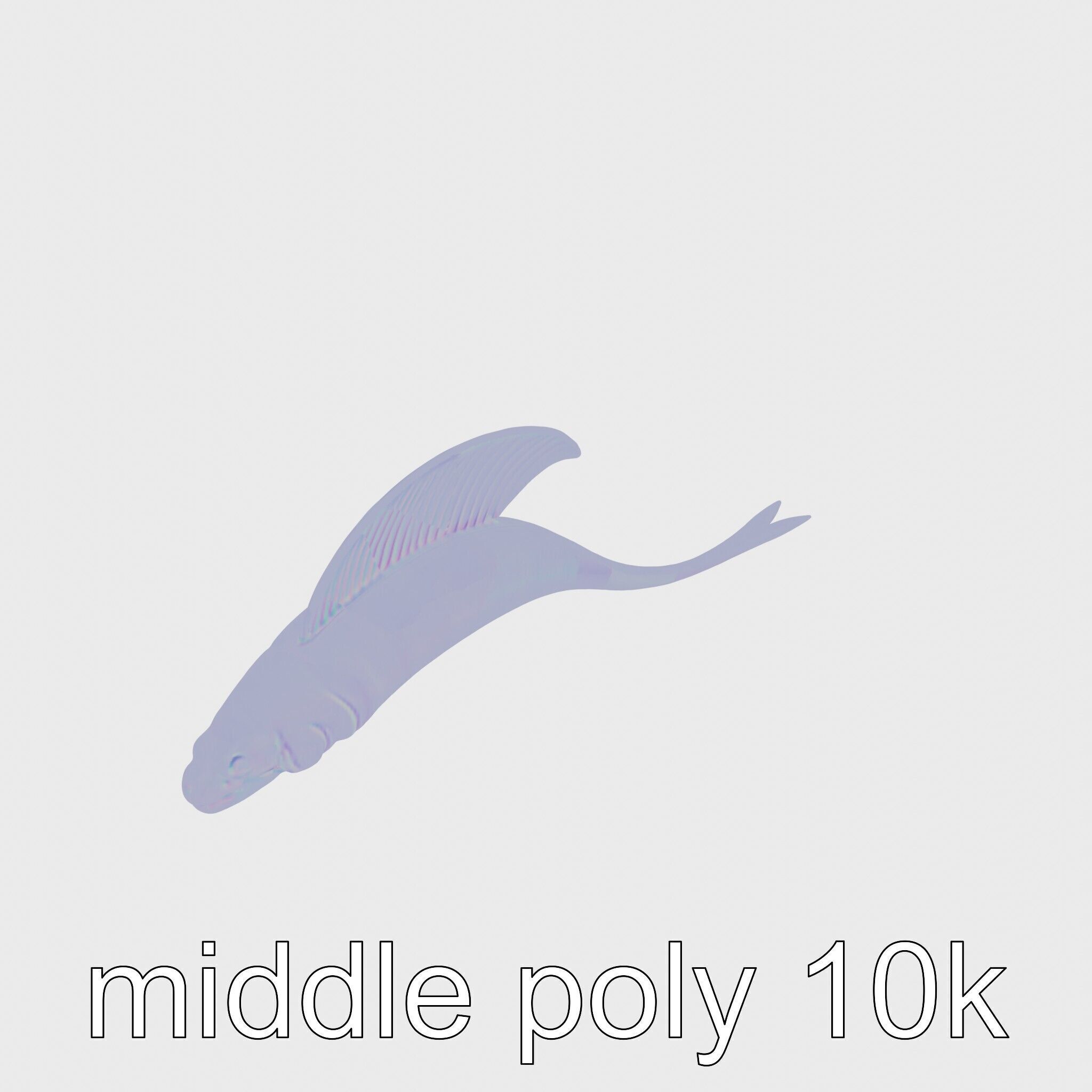 Ribbon Eel with Flowing Dorsal Fin 3D Model Low-poly 3D model_23