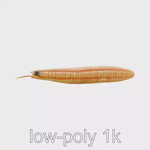 Marine Tube Worm with Protective Calcareous Shell Low-poly 3D model