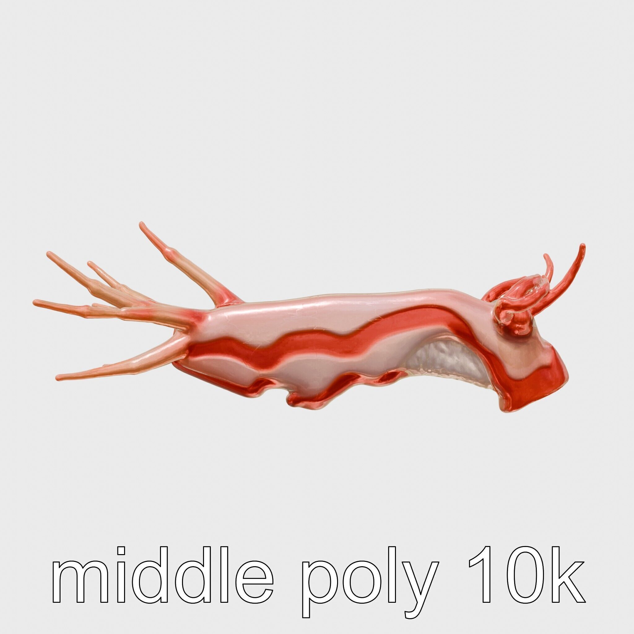 Spanish Dancer Nudibranch Flowing Appearance 3D Model Low-poly 3D model_27