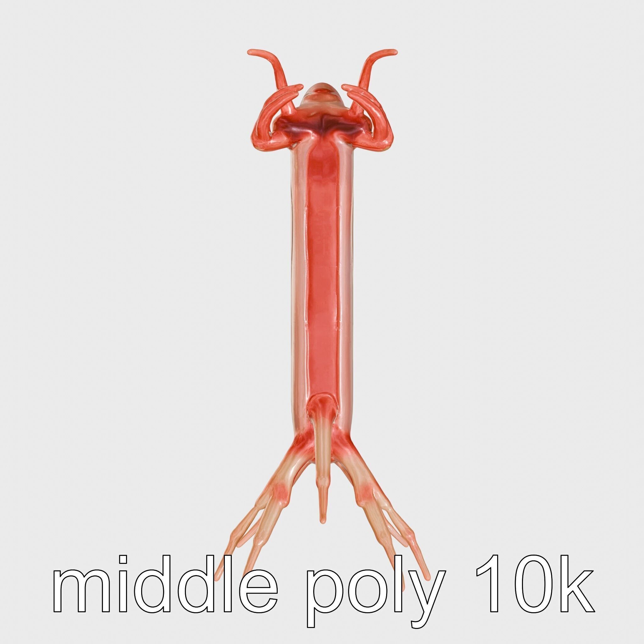 Spanish Dancer Nudibranch Flowing Appearance 3D Model Low-poly 3D model_19