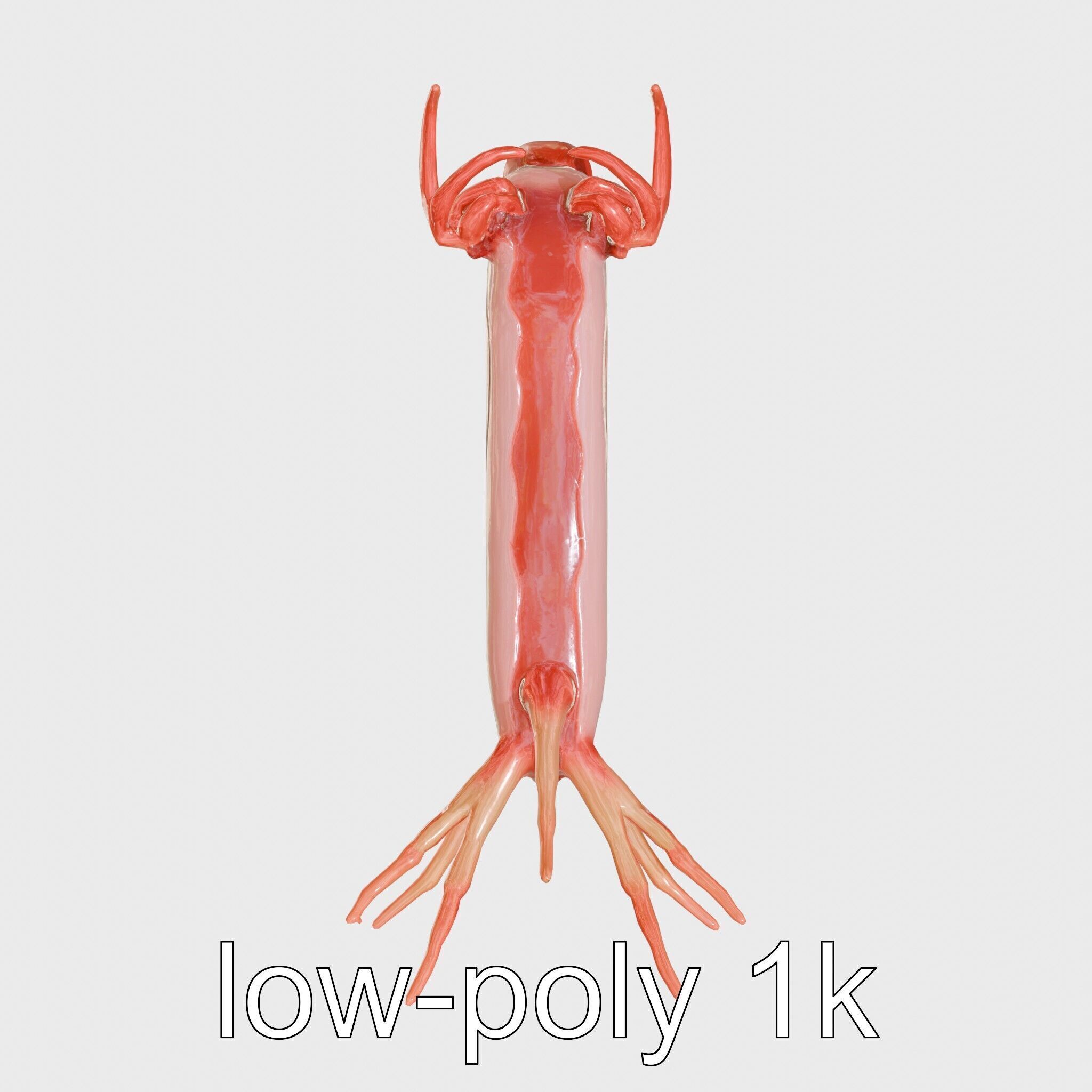 Spanish Dancer Nudibranch Flowing Appearance 3D Model Low-poly 3D model_9