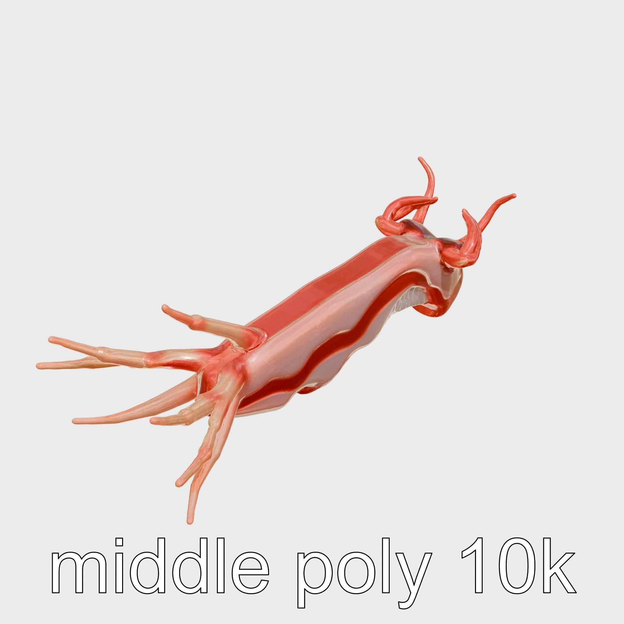 Spanish Dancer Nudibranch Flowing Appearance 3D Model Low-poly 3D model_8