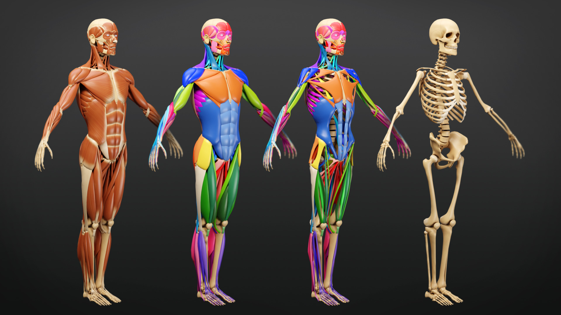 Muscle Anatomy - Ecorche Rigged Low-poly 3D model_6