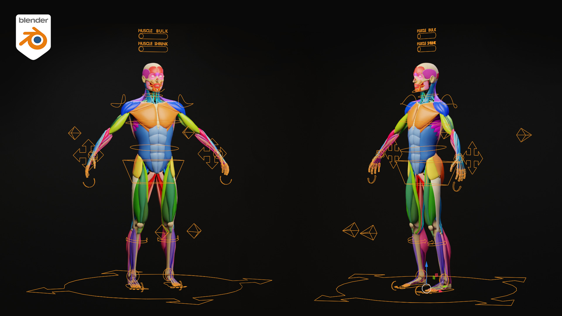 Muscle Anatomy - Ecorche Rigged Low-poly 3D model_3