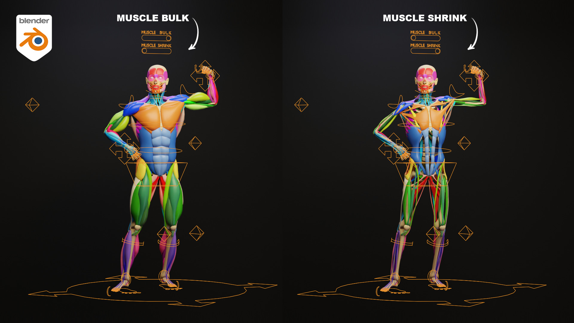 Muscle Anatomy - Ecorche Rigged Low-poly 3D model_4