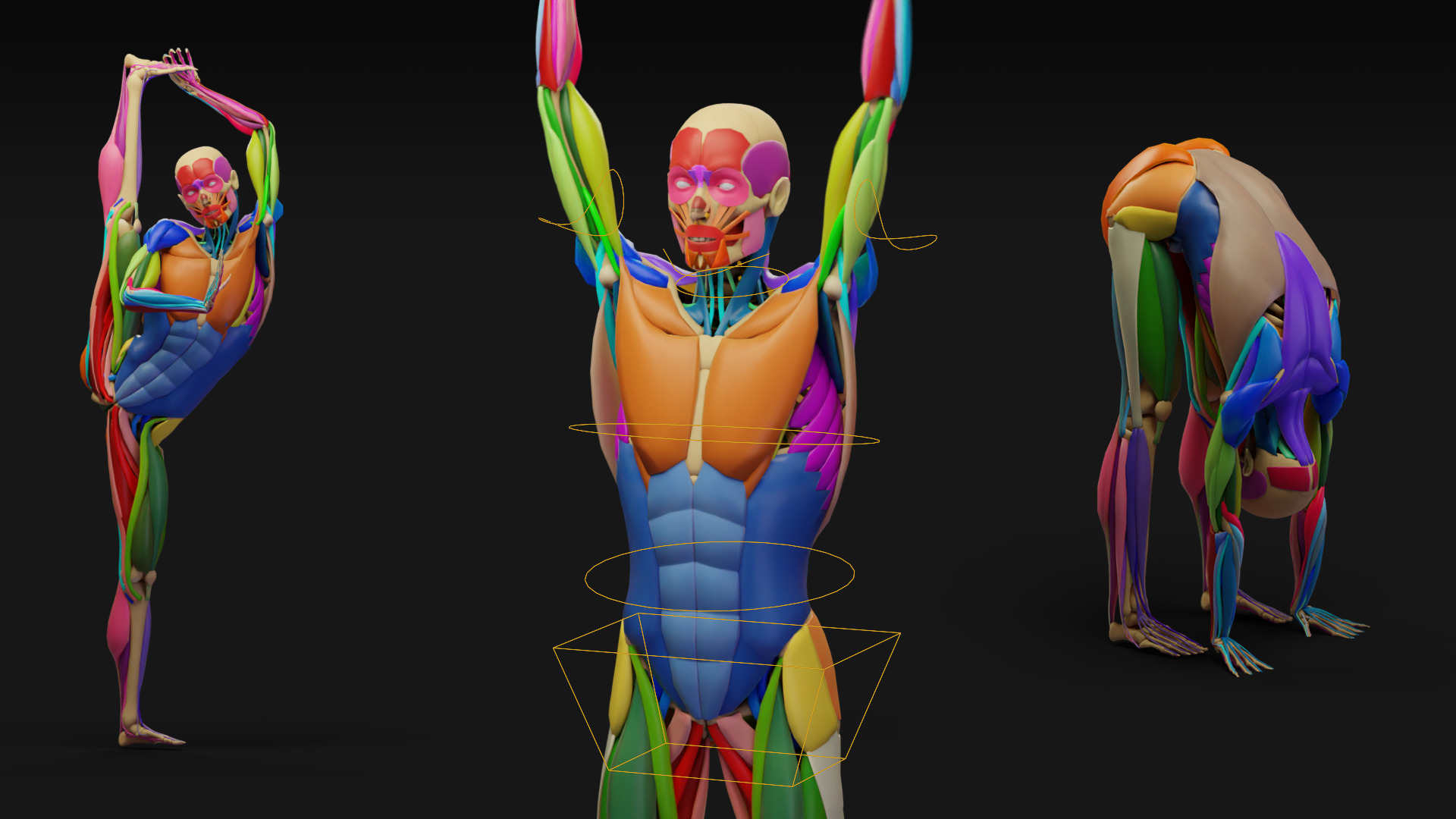 Muscle Anatomy - Ecorche Rigged Low-poly 3D model_5